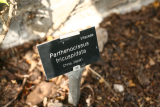 Parthenocissus tricuspidata RCP4-2015 338.JPG